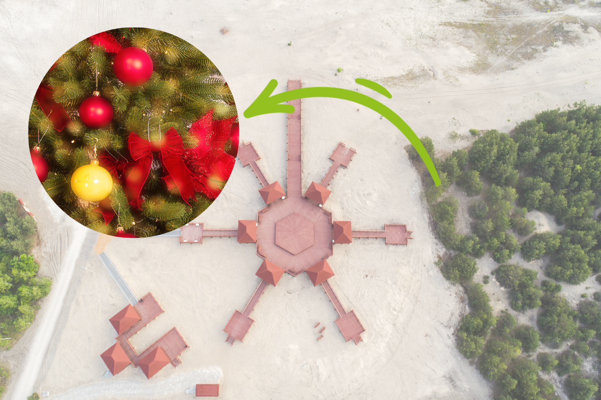 Sosny z Pustyni Błędowskiej zyskały drugie życie